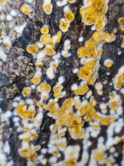 Lachnellula