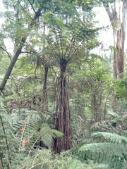 Cyathea cunninghamii