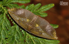 Omiza lycoraria