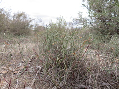 Lepidobolus drapetocoleus