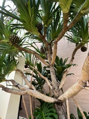 Pandanus