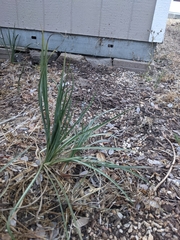 Hesperoyucca whipplei