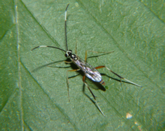 Messatoporus