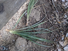 Hesperoyucca whipplei