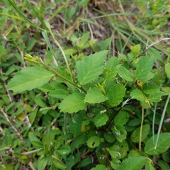Sida ulmifolia