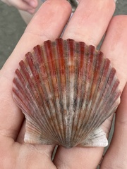 Argopecten irradians