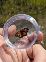 Phyciodes cocyta