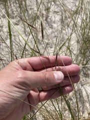 Sporobolus pumilus