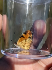 Phyciodes cocyta