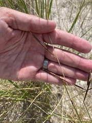 Sporobolus pumilus