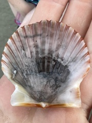 Argopecten irradians