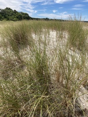 Sporobolus pumilus