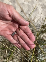 Sporobolus pumilus