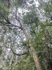 Atherosperma moschatum