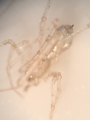 Larinia directa
