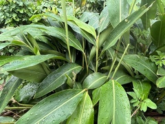 Alpinia