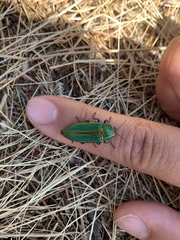 Buprestis aurulenta