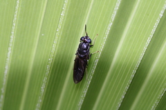 Hermetia illucens
