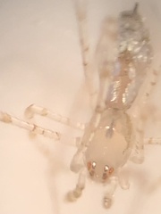 Larinia directa