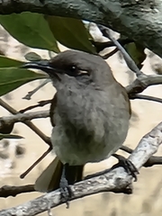 Lichmera indistincta