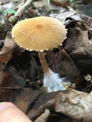 Cystoderma amianthinum