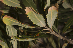 Banksia media