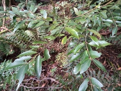 Atherosperma moschatum