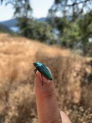 Buprestis aurulenta