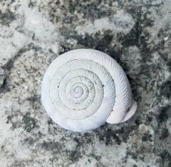 Polygyra