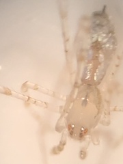 Larinia directa