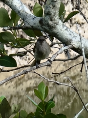 Lichmera indistincta