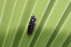 Hermetia illucens