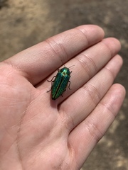 Buprestis aurulenta