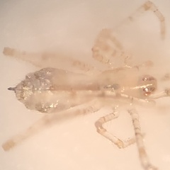 Larinia directa