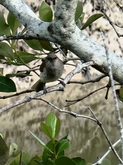 Lichmera indistincta