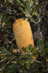 Banksia media