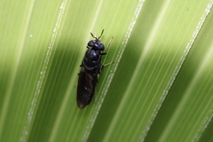 Hermetia illucens