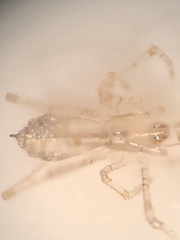 Larinia directa