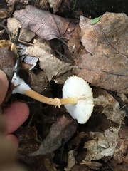 Cystoderma amianthinum