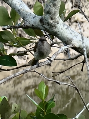 Lichmera indistincta