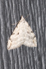 Aplocera plagiata