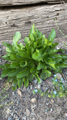 Lactuca sativa
