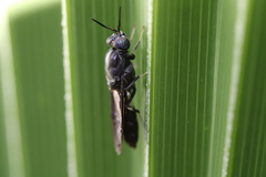 Hermetia illucens