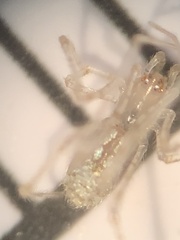 Larinia directa