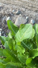 Lactuca sativa