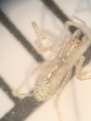 Larinia directa