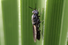 Hermetia illucens