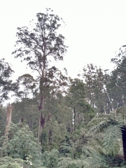 Eucalyptus regnans