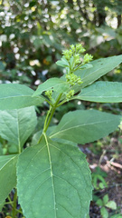 Verbesina occidentalis