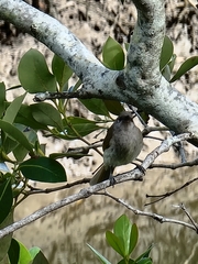 Lichmera indistincta